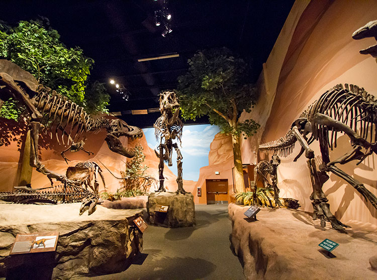 museum of ancient life