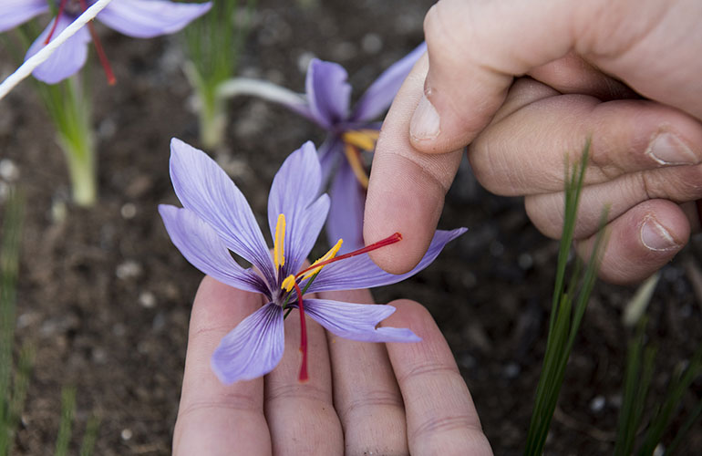 Solar+saffron experiment could pave the path to more dual-use farms