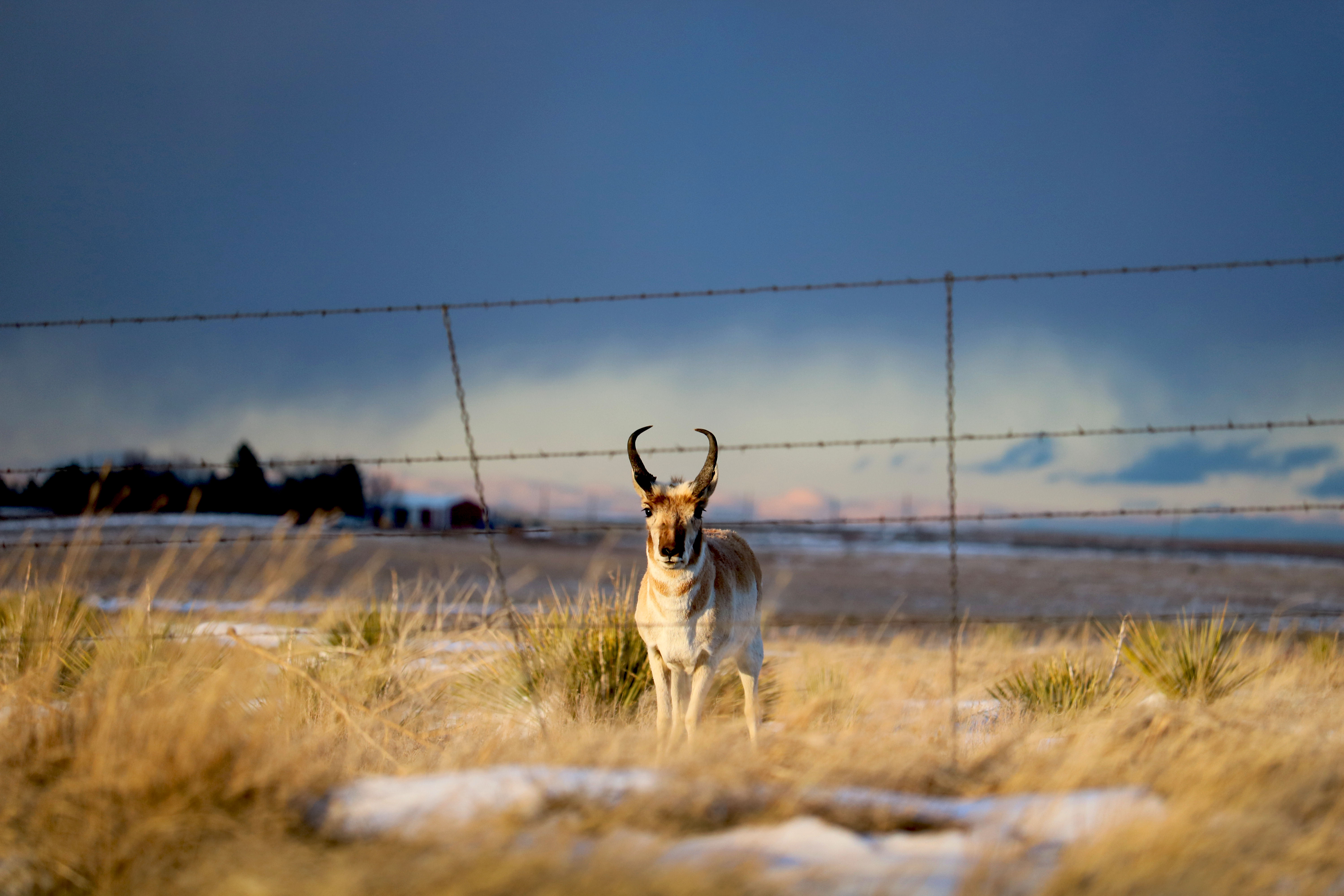 Utility-scale solar sites provide surprising opportunity for wildlife ...